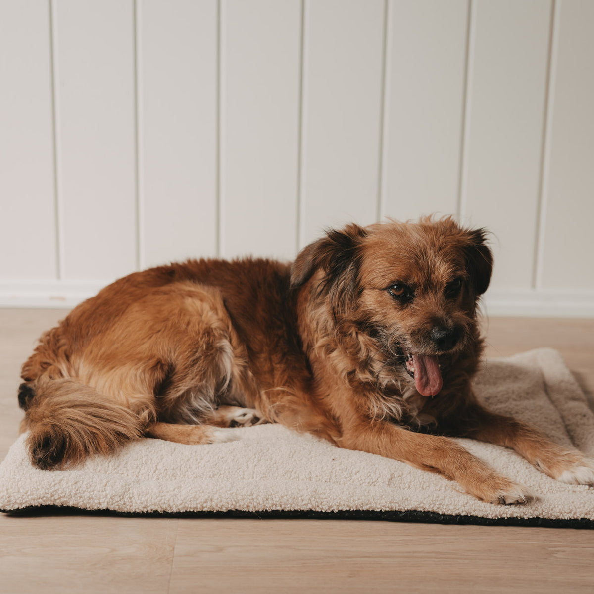 Couverture pour chien coeur crème petite - Eulenschnitt (Image 6)