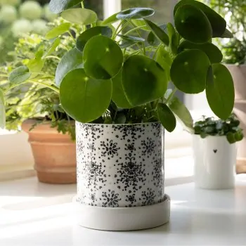 Flower pot "Baroque" beige - Bastion Collections - Article Picture 4